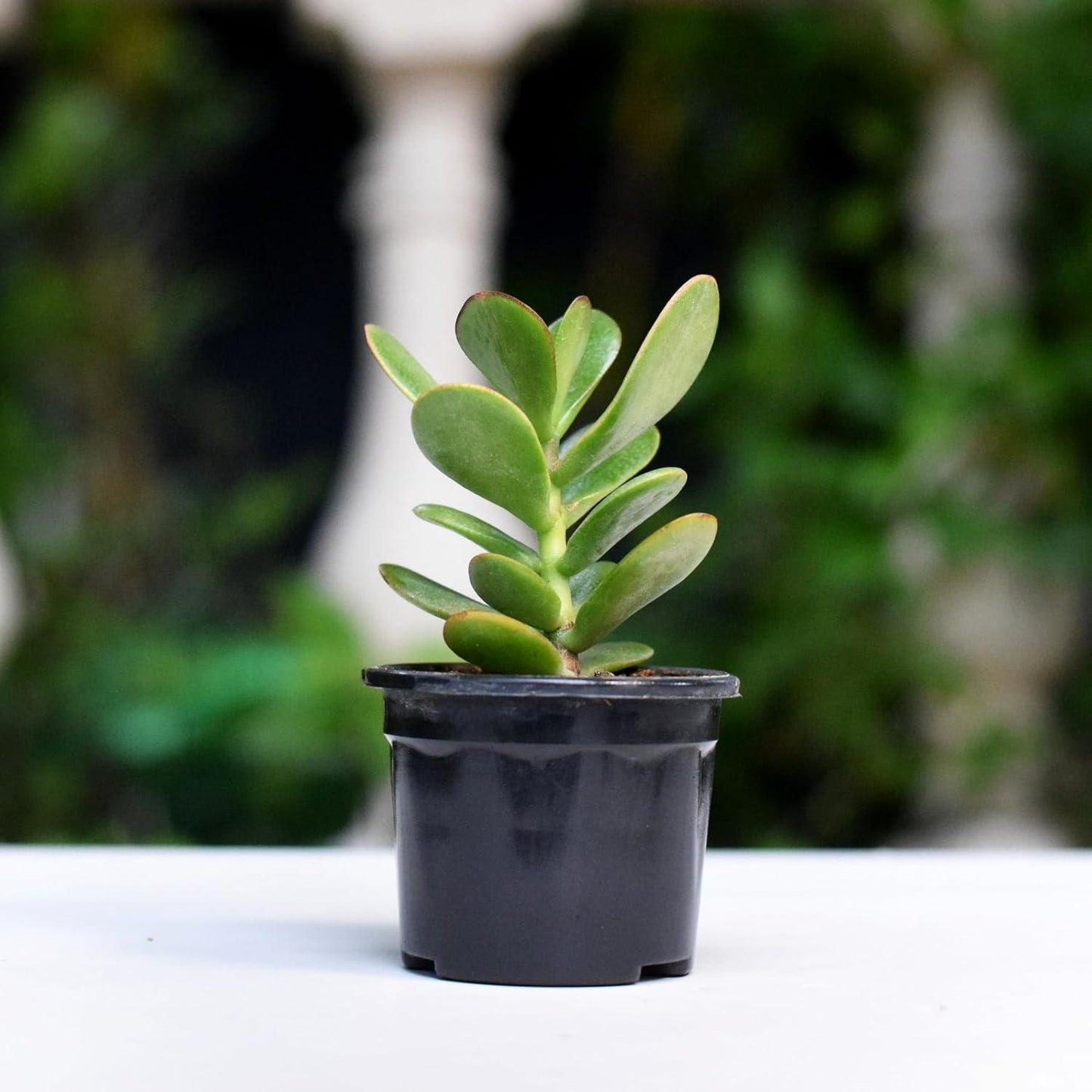 Crassula Ovata Jade Vastu Plant Kuber Plant