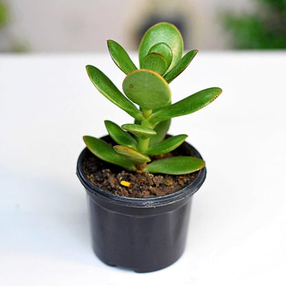 Crassula Ovata Jade Vastu Plant Kuber Plant